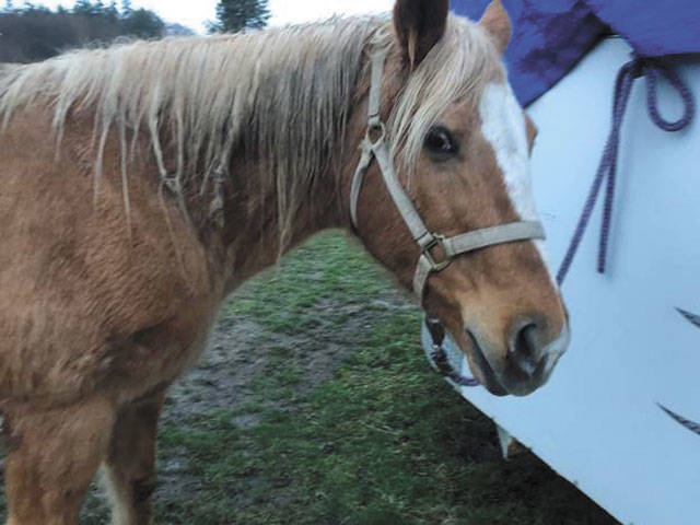 Horse in the Wind