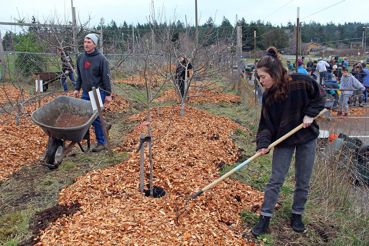 Port Townsend High School student Caitlyn Bedolla rakes bark into place during the community work project for Martin Luther King Jr. Day on Monday at the Blue Heron Middle School orchard. (Zach Jablonski/Peninsula Daily News)