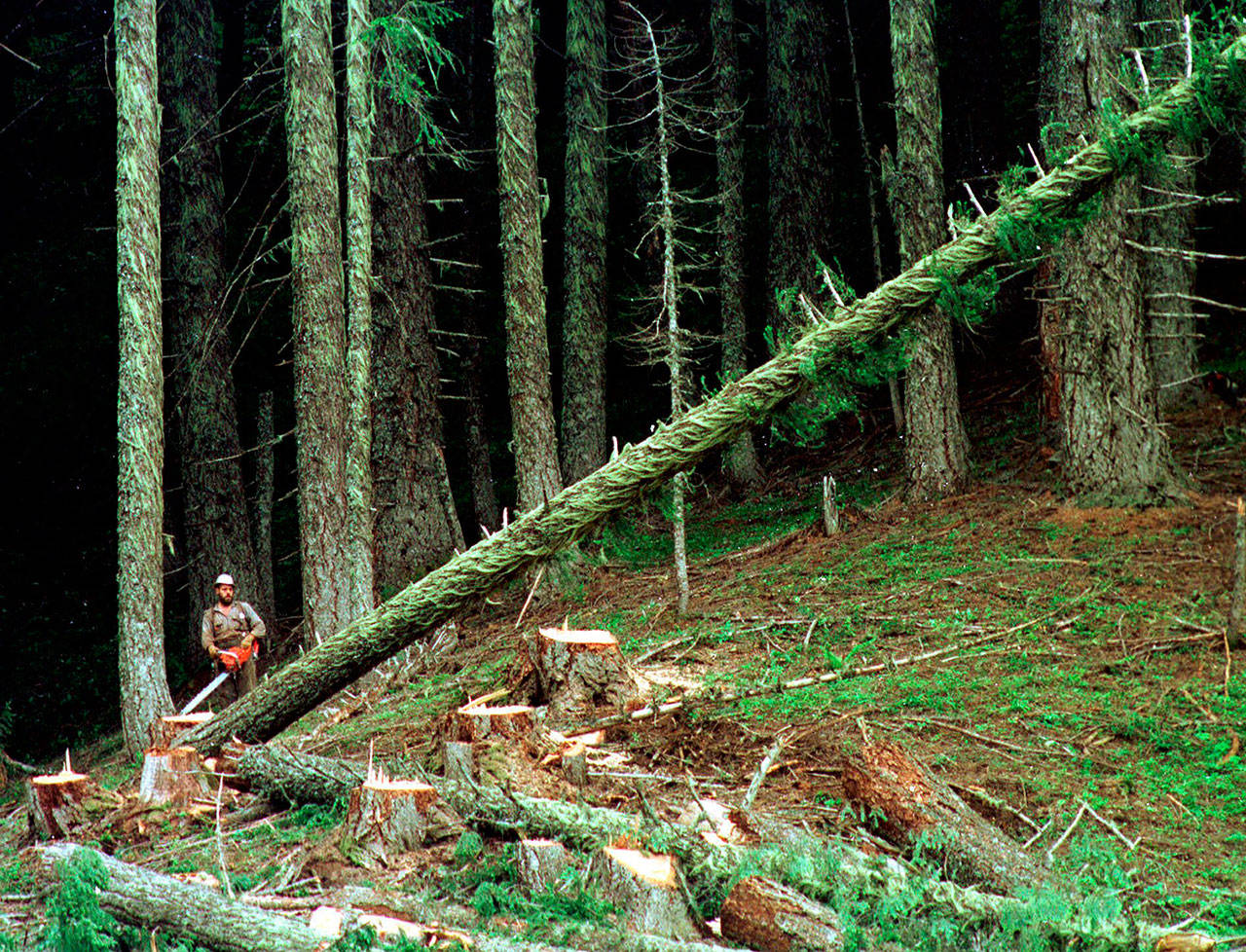 This undated file photo shows a large fir tree heading to the forest floor after it is cut by an unidentified logger in the Umpqua National Forest near Oakridge, Ore. (Don Ryan/The Associated Press)