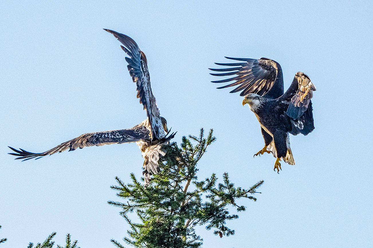 High-flying fight | Peninsula Daily News