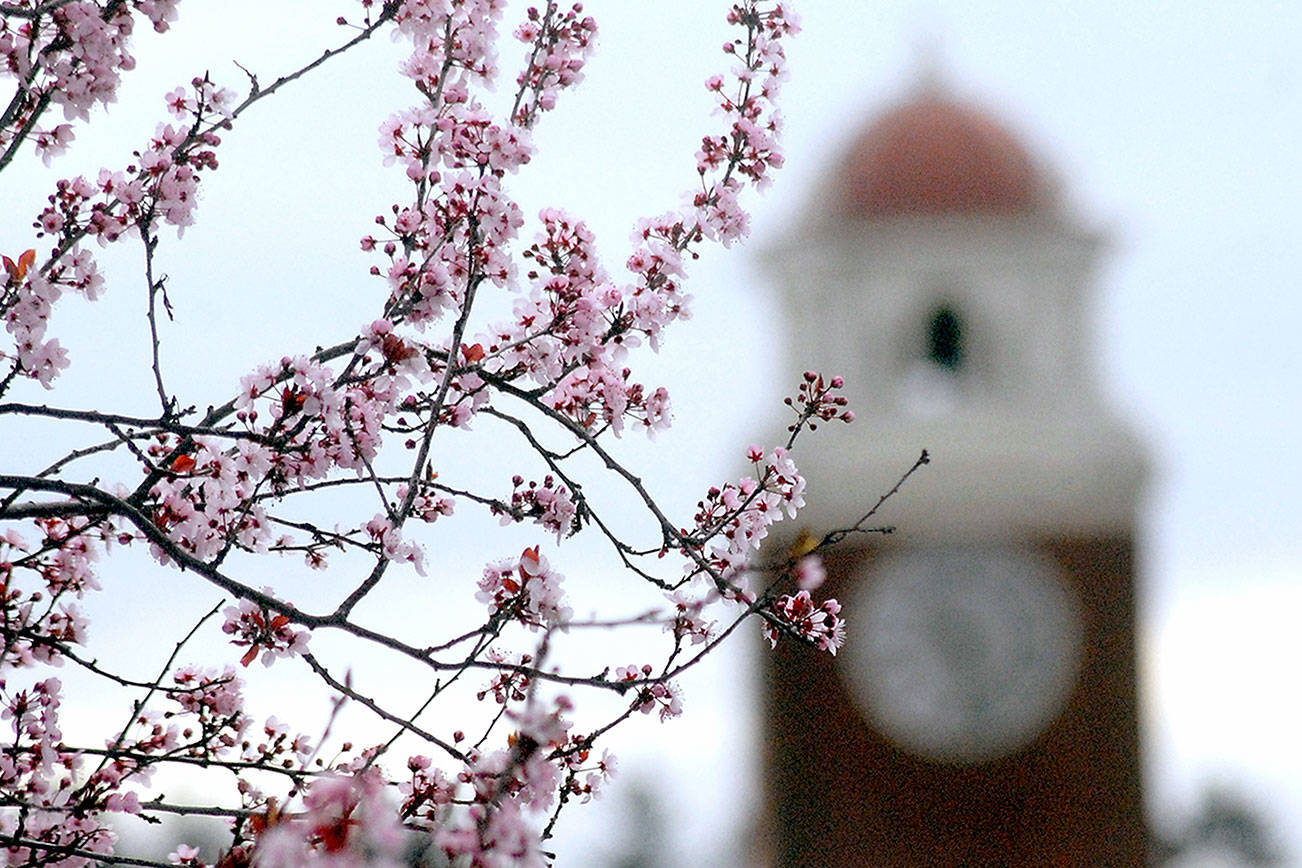 Port Angeles blossoming