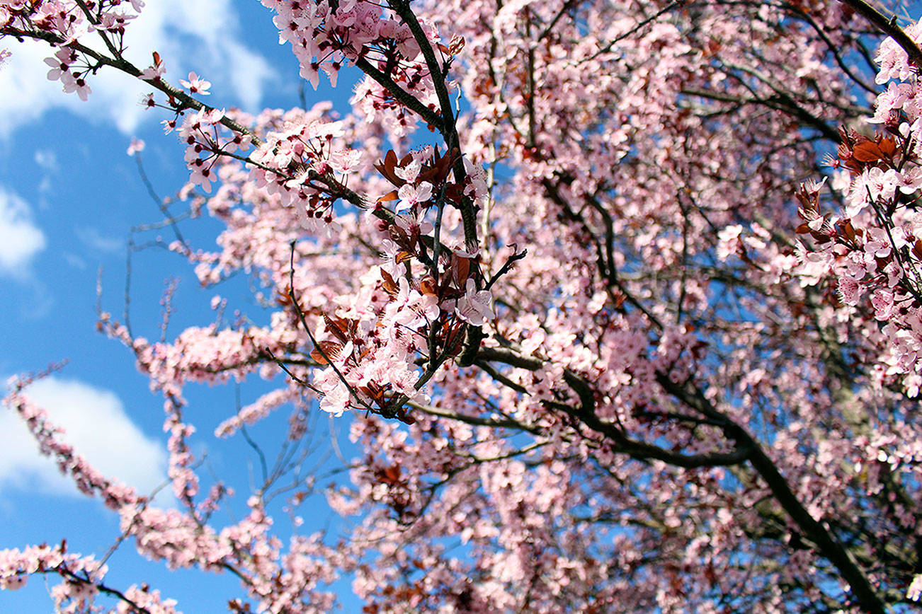 Cherry blossoms sign of spring in Port Townsend