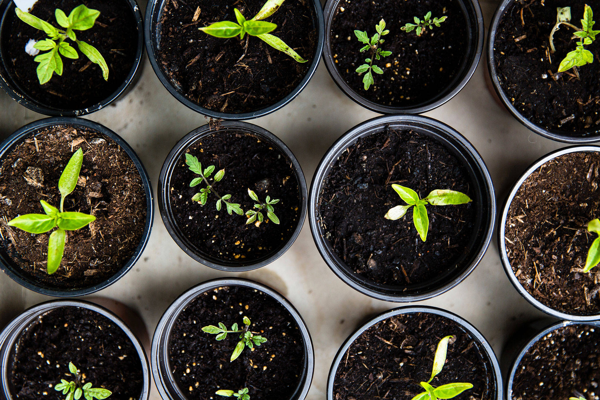 Gardening lecture viewable by live stream