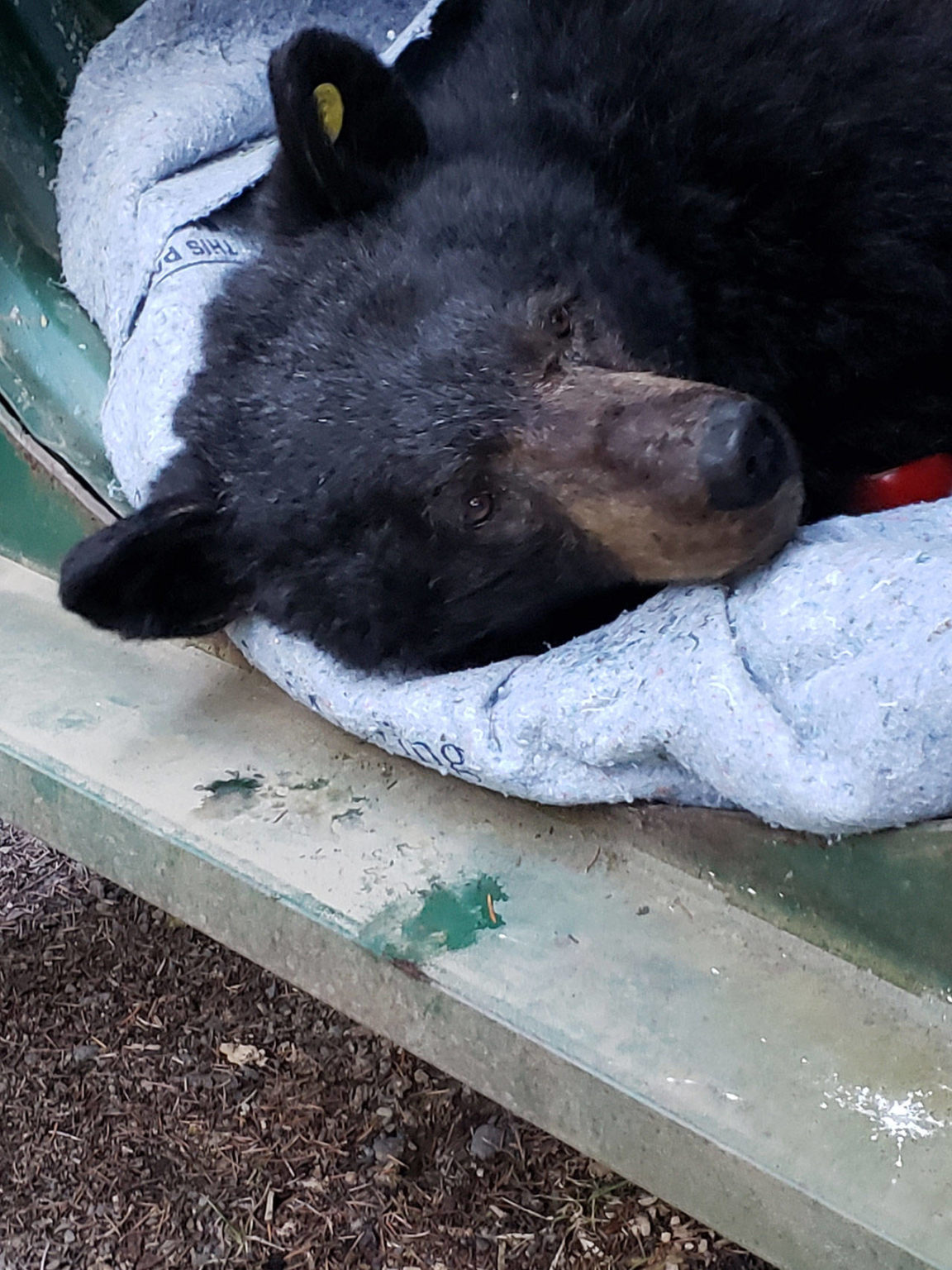 Roaming black bear draws attention on Sequim beaches | Peninsula Daily News