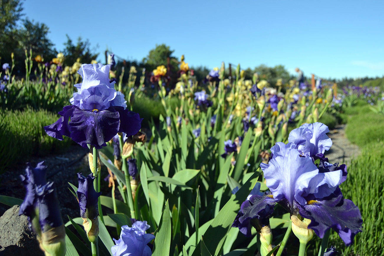 Sequim Botanical Garden boasts hundreds of irises