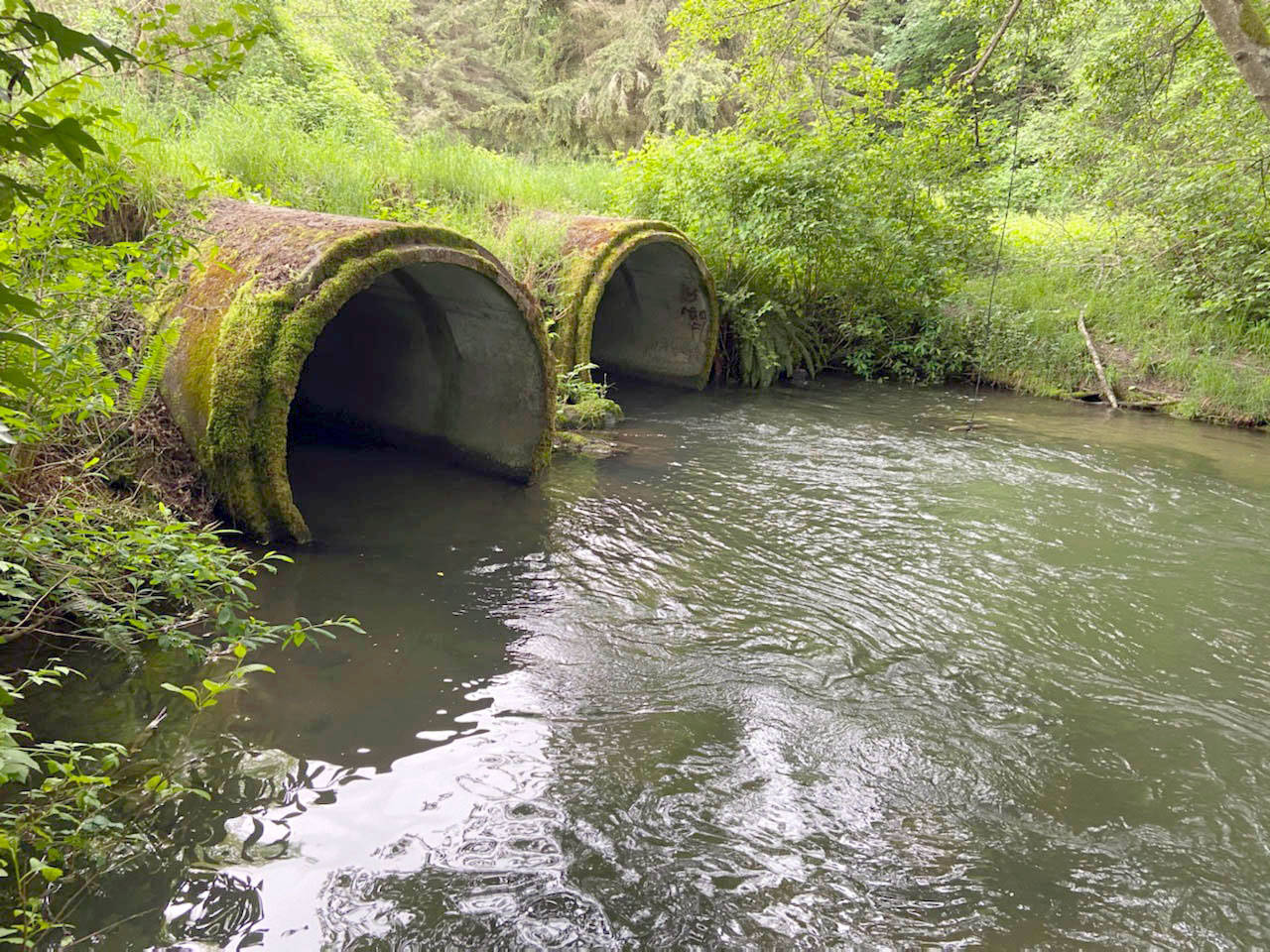 Ennis Creek flows through a pair of culverts near the Port Angeles wastewater treatment plant Wednesday, May 20, 2020. The city is seeking a $191,260 grant to improve fish passage in the creek corridor. (Rob Ollikainen/Peninsula Daily News)