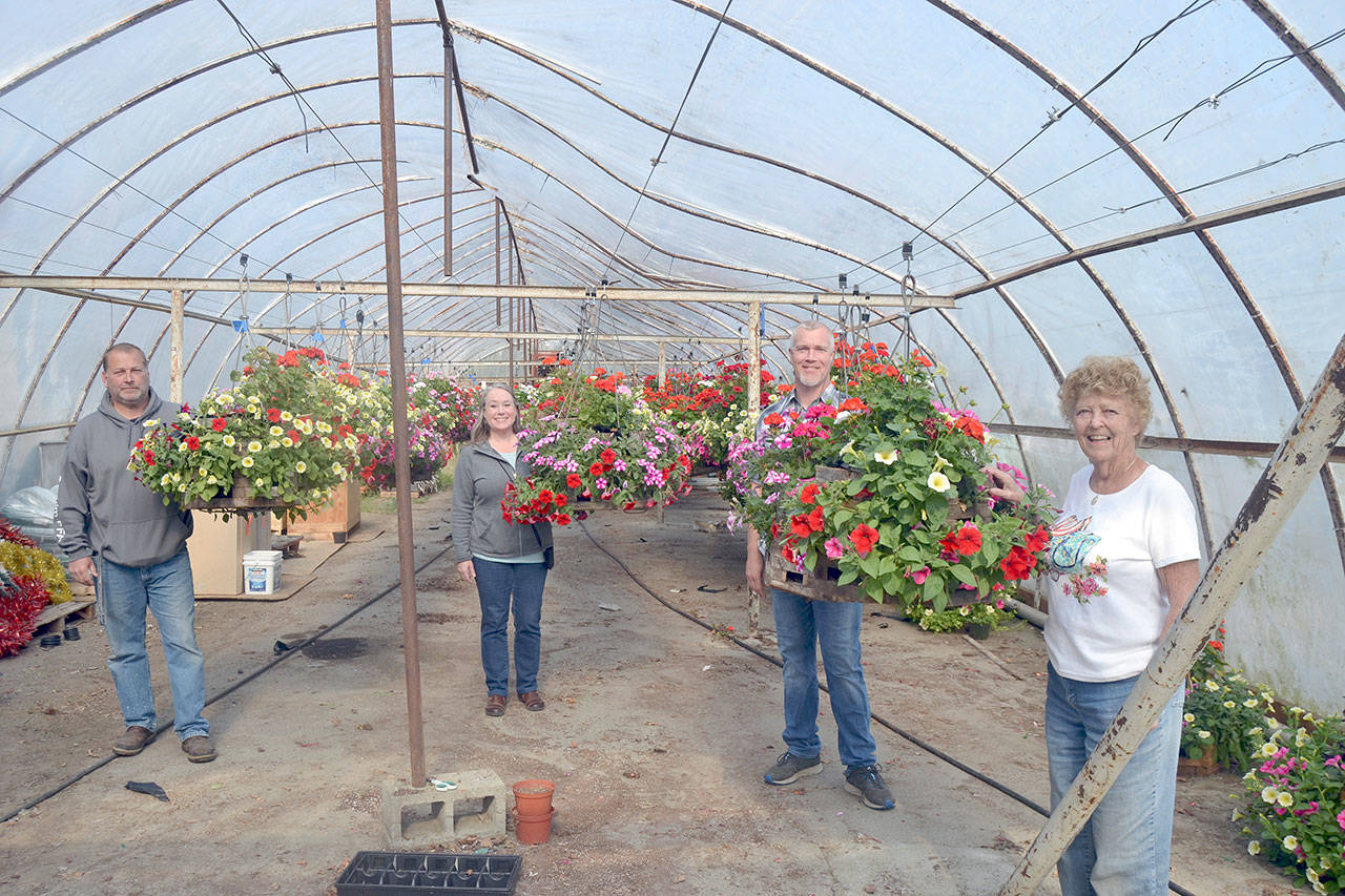 Sequim High School agriculture teachers, from left, Bill McFarlen, Lynette Jenné, and Steve Mahitka, along with Emily Westcott, flower basket coordinator, stand in the City of Sequim’s greenhouse before flower baskets were placed on Washington Street in Sequim. (Matthew Nash/Olympic Peninsula News Group)