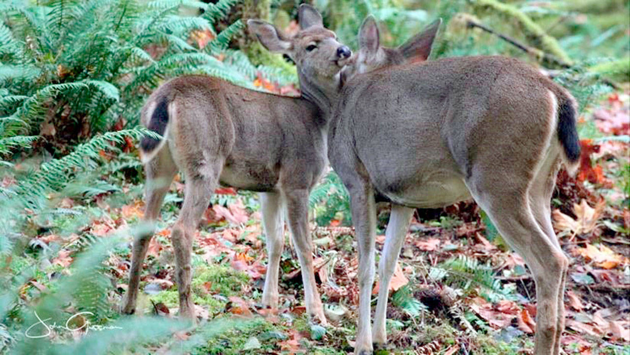 Deer are among the wildlife that benefit from Ennis Creek. (John Gussman)