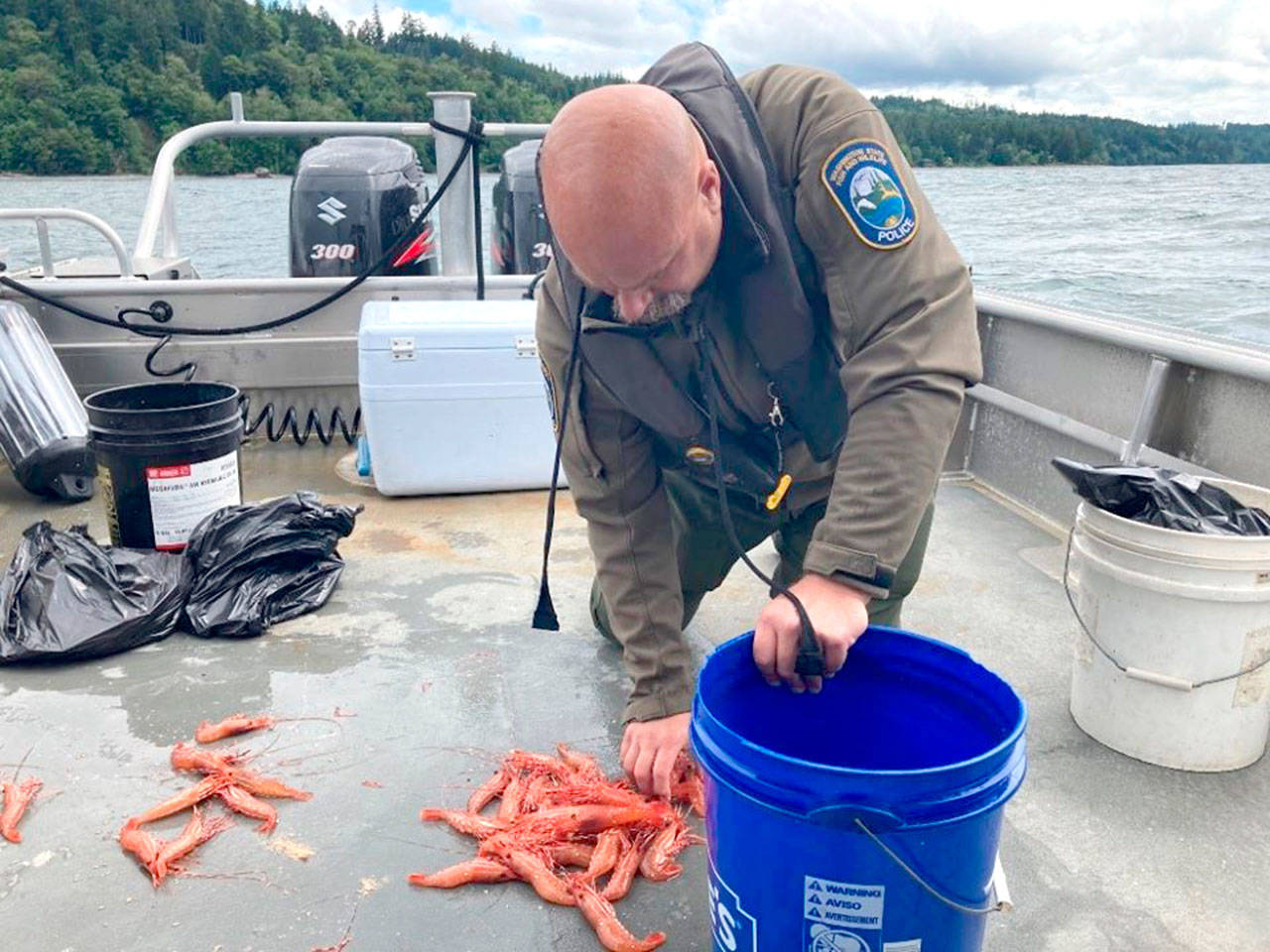 Department of Fish and Wildlife Department of Fish and Wildlife Police Officer Mark Hillman counts spot shrimp seized after stopping a pair of shrimpers on Dabob Bay on Hood Canal earlier this month. The seized shrimp were donated to the Port Townsend Food Bank.