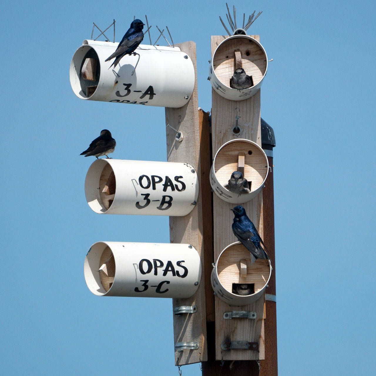 Purple Martins nest at the 3 Crabs Estuary on May 26. Photo by Dow Lambert                                Purple Martins nest at the 3 Crabs Estuary on May 26. (Photo by Dow Lambert)