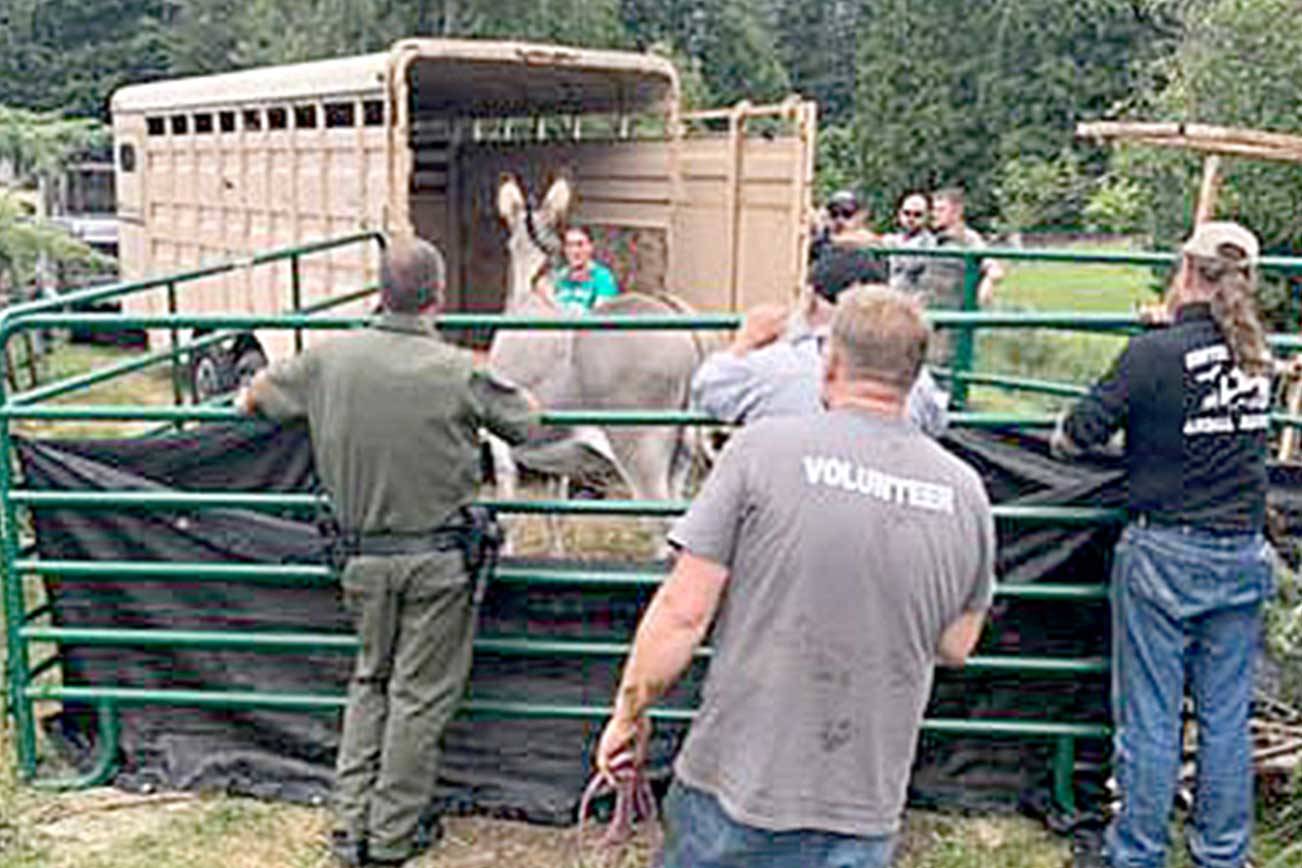 Over 50 animals seized in suspected animal abuse case