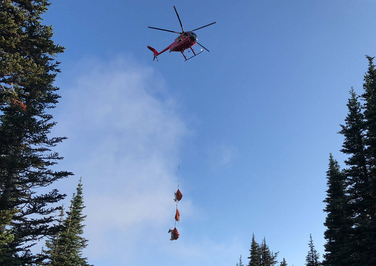 Captured mountain goats from Olympic National park are delivered to a staging area, where they are cared for by veterinarians and then transported in refrigeraterd trucks to the northern Cascade Mountains for release. (Photo courtesy of WDFW Public Affairs)