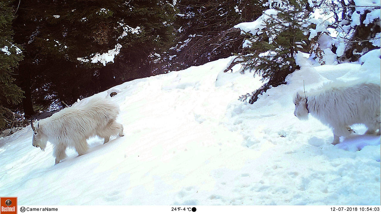 Mountain Goats Are Shrinking—A Lot—Because of Global Warming