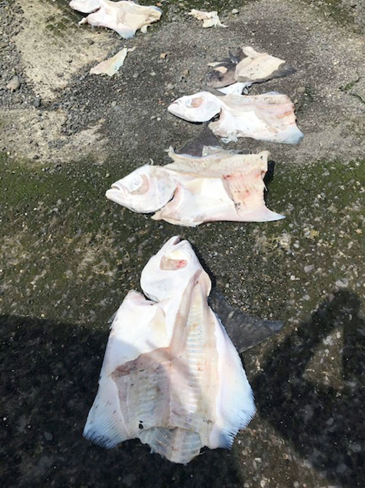 A number of discarded halibut carcasses were discovered at the Ediz Hook boat launch in Port Angeles around midday Sunday, Aug. 2, 2020. Halibut was not in season at the time. Photographs of the likely poaching incident have been sent to the state Department of Fish and Wildlife Police for further investigation. (Photo courtesy of Pete Rosko)