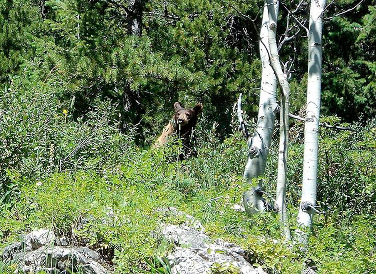 A grizzly bear in Waterton Lakes National Park in Canada. (Pierre LaBossiere/Peninsula Daily News)