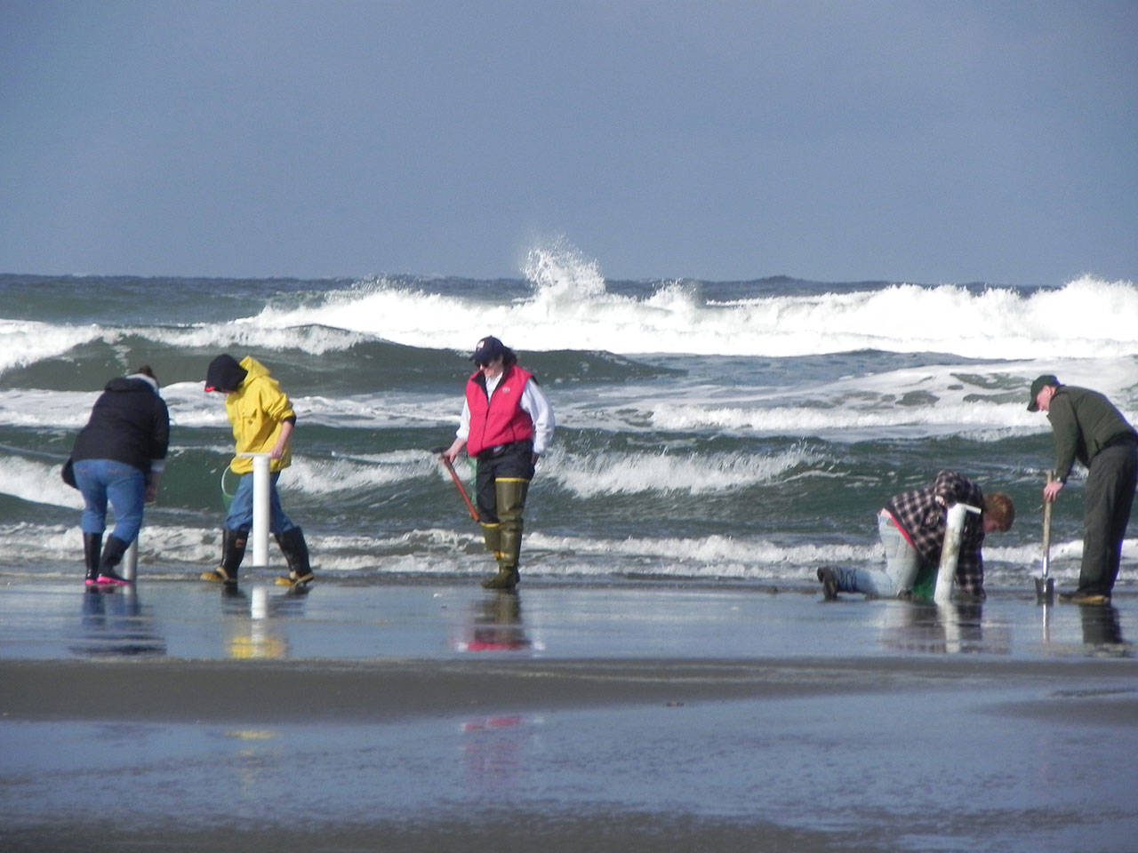 Razor clam diggers try their luck during a 2019 dig at Twin Harbors. The fall razor clam season should be finalized soon with a record number of clams available to dig at a number of razor clam beaches. (Dan Ayres/State Department of Fish and Wildlife)