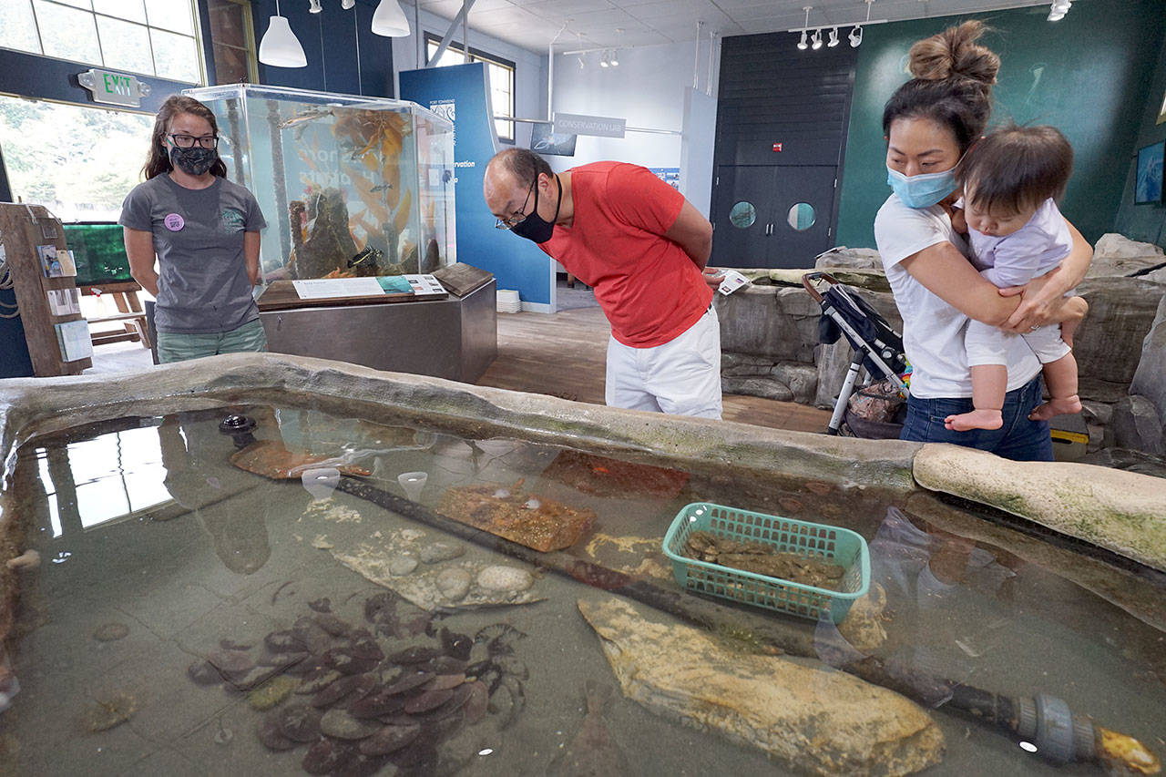 Michael, center, and Miki Kim, holding their 1-year-old daughter Mikaela, look at English Sole fish in a pool Friday at the Port Townsend Marine Science Center’s aquarium on the pier at Fort Worden State Park. (Nicholas Johnson/Peninsula Daily News)