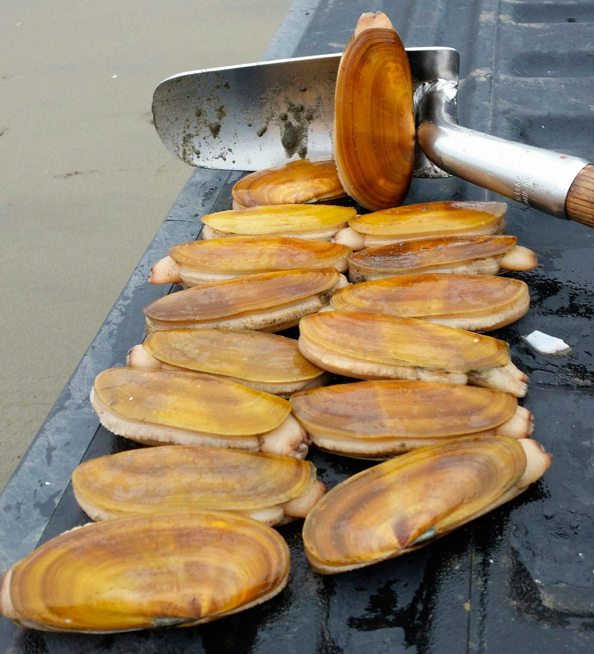 Season schedule reflects excellent razor clam numbers Peninsula Daily