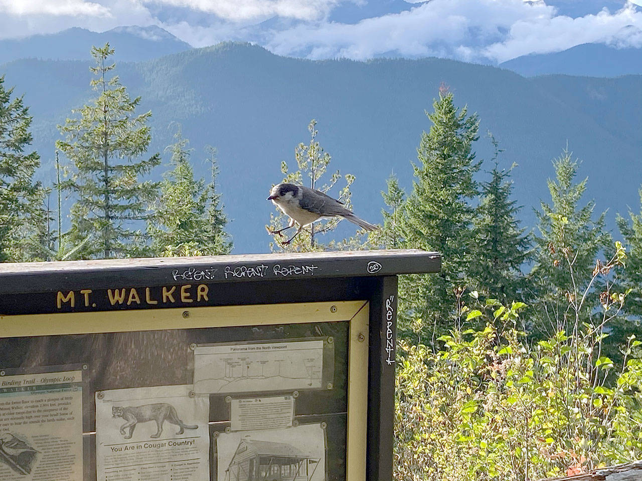 A bird lands on a sign at Mount Walker during a hike Sunday, Sept. 20, 2020. (Rob Ollikainen/Peninsula Daily News)