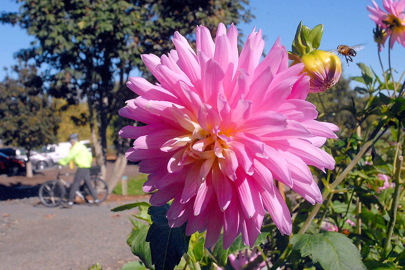 In full bloom