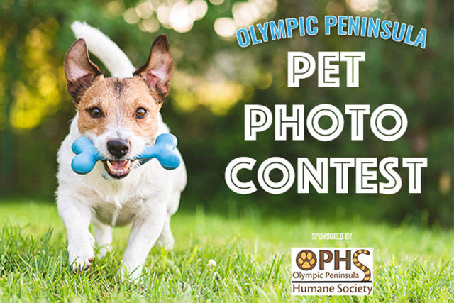 Vote now in the Olympic Peninsula Pet Photo Contest! | Peninsula Daily News