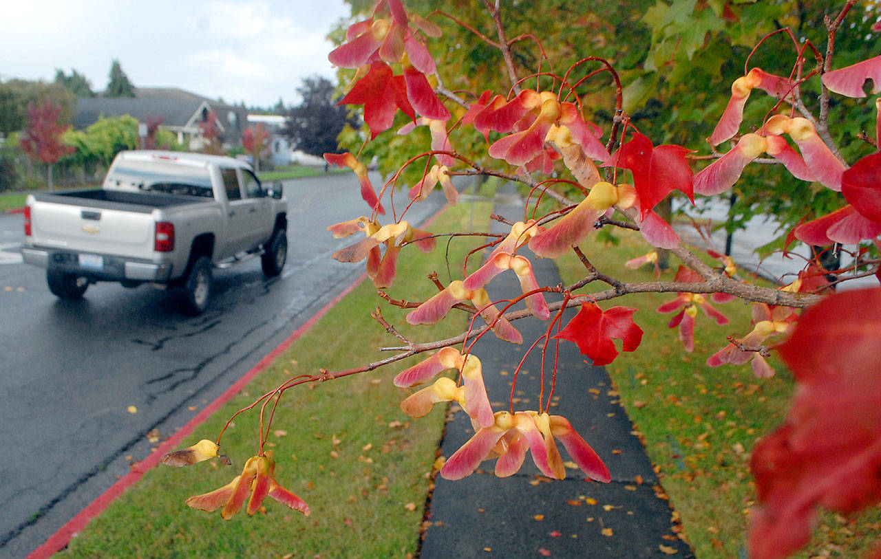 (Keith Thorpe/Peninsula Daily News)