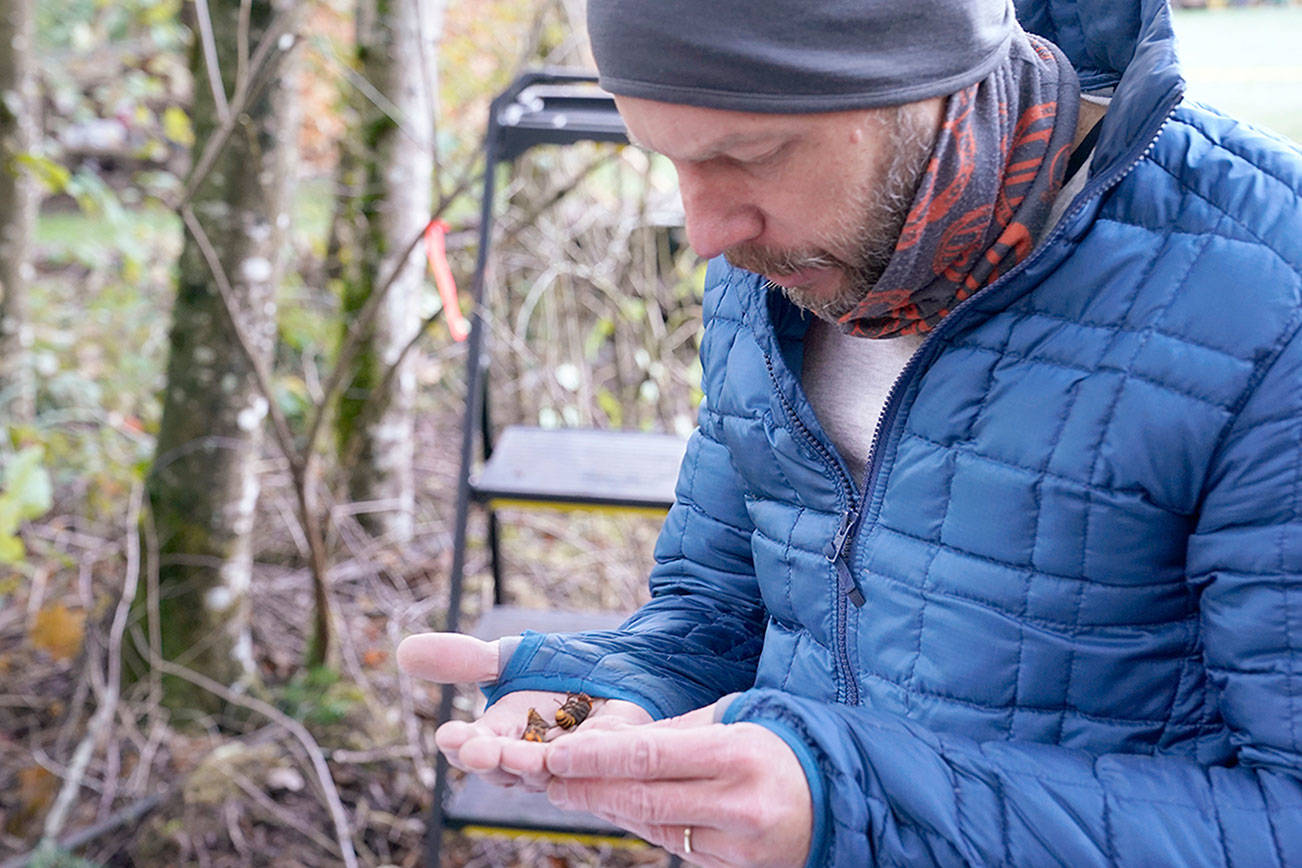 Washington State Department of Agriculture entomologist Chris Looney looks at two of the dozens of Asian giant hornets he vacuumed from a nest in a nearby tree Saturday, Oct. 24, 2020, in Blaine, Wash. Scientists in Washington state discovered the first nest earlier in the week of so-called murder hornets in the United States and plan to wipe it out Saturday to protect native honeybees, officials said. Workers with the state Agriculture Department spent weeks searching, trapping and using dental floss to tie tracking devices to Asian giant hornets, which can deliver painful stings to people and spit venom but are the biggest threat to honeybees that farmers depend on to pollinate crops. (AP Photo/Elaine Thompson)