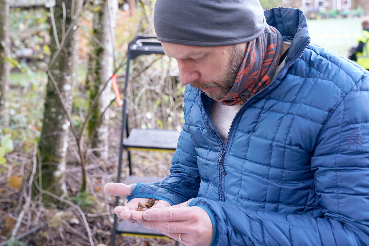 Washington State Department of Agriculture entomologist Chris Looney looks at two of the dozens of Asian giant hornets he vacuumed from a nest in a nearby tree Saturday, Oct. 24, in Blaine. Scientists in Washington state discovered the first nest earlier in the week of so-called murder hornets in the United States and plan to wipe it out Saturday to protect native honeybees, officials said. Workers with the state Agriculture Department spent weeks searching, trapping and using dental floss to tie tracking devices to Asian giant hornets, which can deliver painful stings to people and spit venom but are the biggest threat to honeybees that farmers depend on to pollinate crops. (Elaine Thompson/Associated Press)