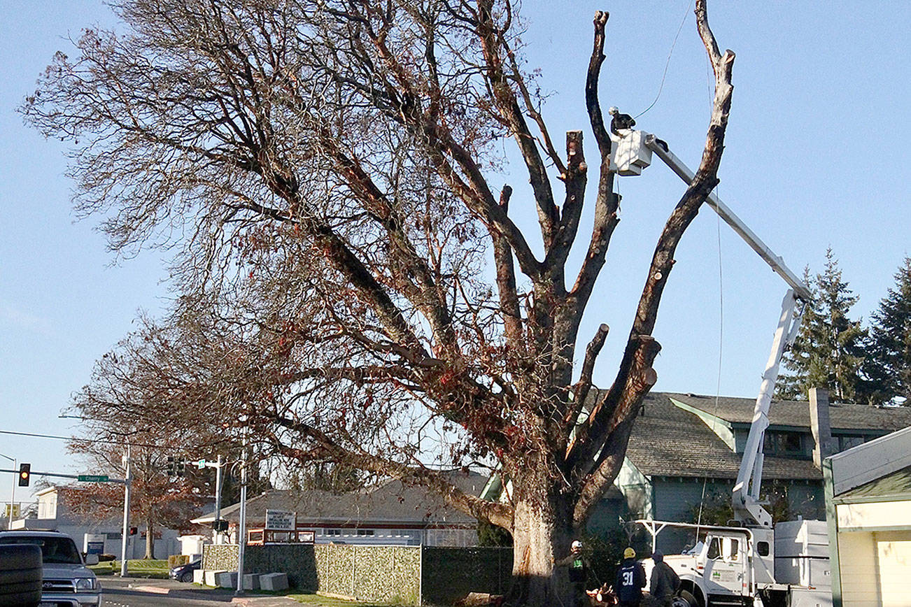 Dave Logan/for Peninsula Daily News
The large madrona tree on Eighth Street near Cherry Street is coming down. The landmark tree has died and is considered unsafe, the property owners say.