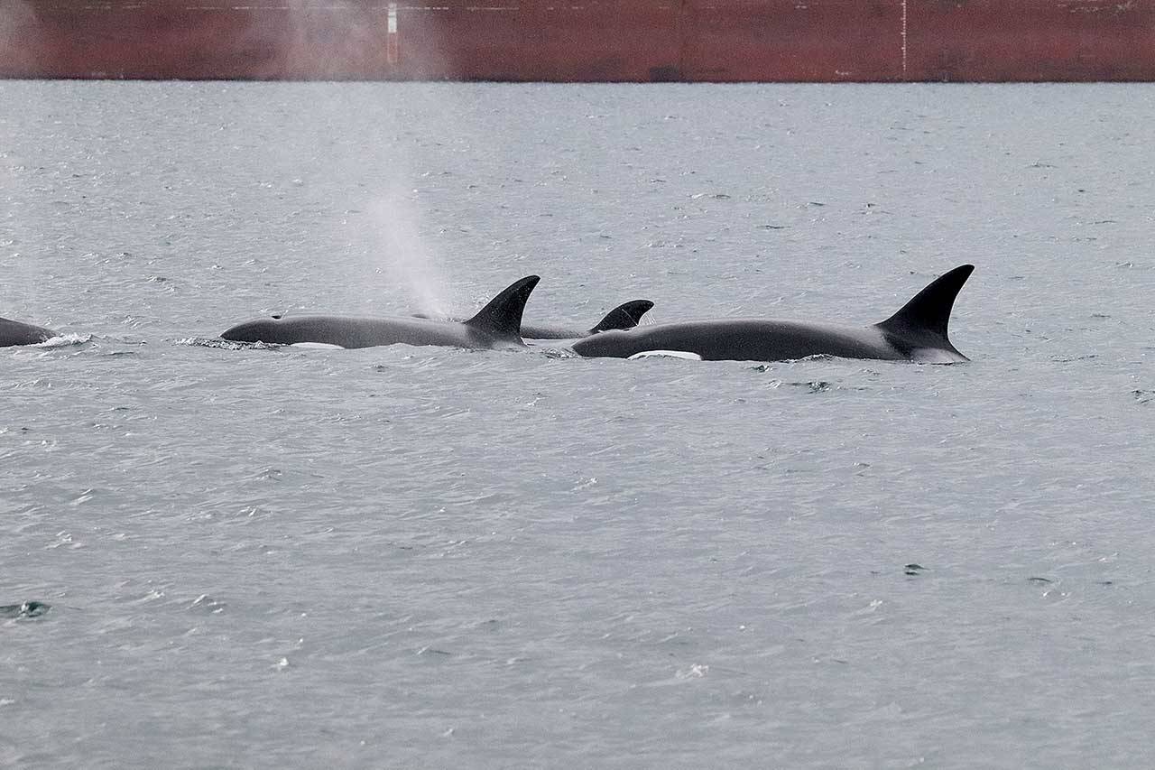 Orcas surface in Port Angeles harbor Saturday, Dec. 26, 2020, near the U.S. Coast Guard Station on Ediz Hook. (Photo courtesy of Greg Marsh)