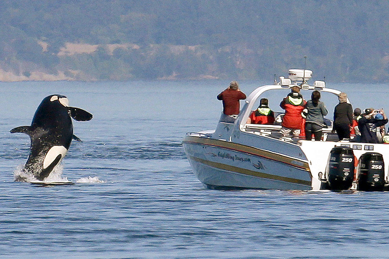 FILE - In this July 31, 2015 file photo, an orca leaps out of the water near a whale watching boat in the Salish Sea in the San Juan Islands, Wash. Habitat protections for an endangered population of orcas would be greatly expanded under a proposal to be advanced by NOAA Wednesday, Sept. 18, 2019. (AP Photo/Elaine Thompson, File)