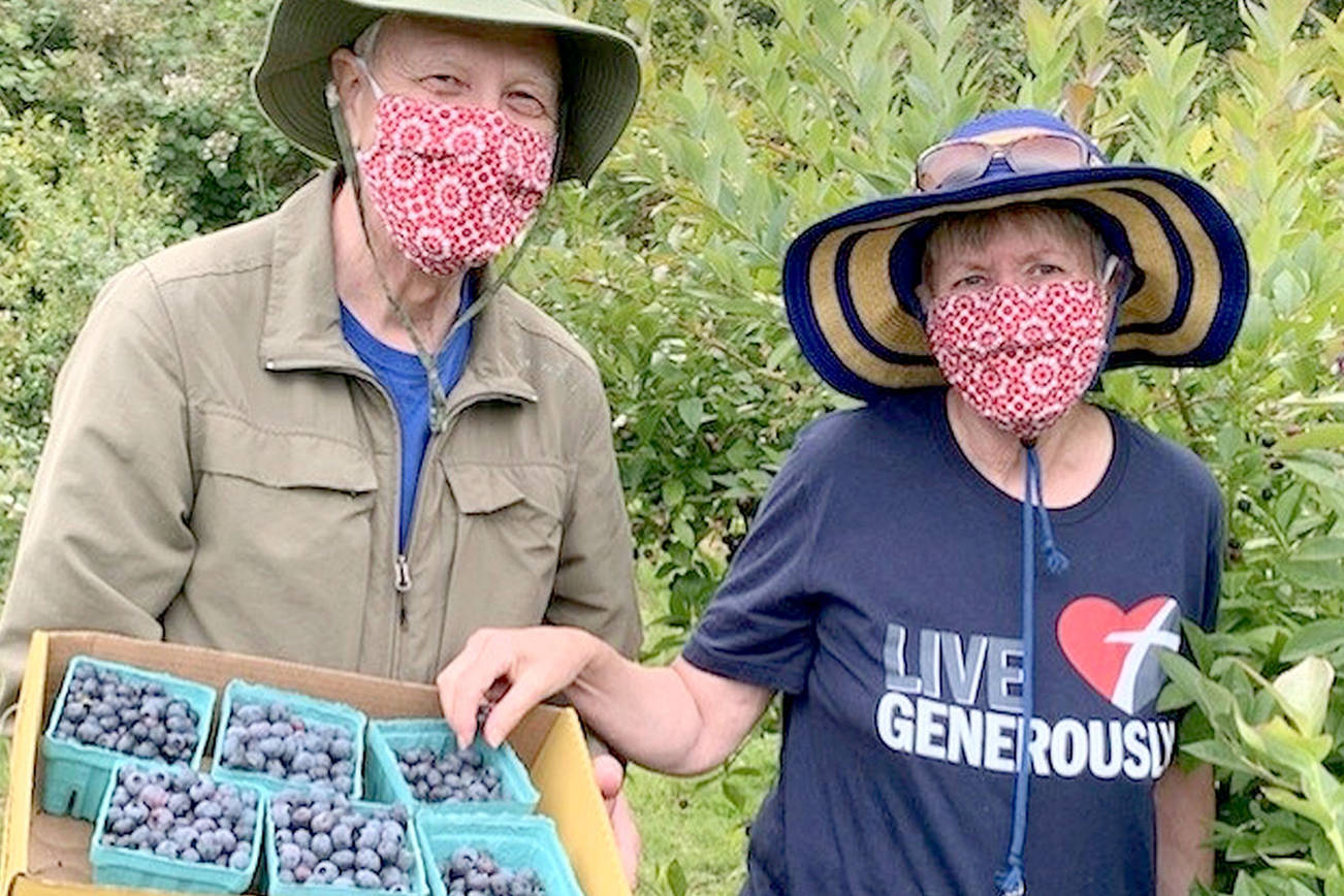 Alan and Karen Selig were among the gleaners volunteering at Joyce's Blueberry Haven last summer. (Photo courtesy of Sharah Truett/WSU Clallam County Extension)