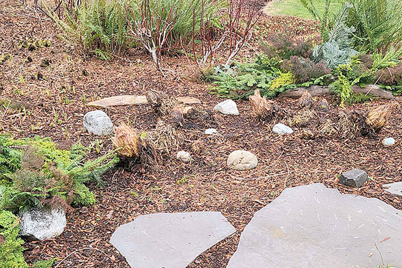 The decorative mulch has been removed from the Chilean rhubarb because, in unseasonably warm weather, rot becomes the concern. Andrew May/For Peninsula Daily News