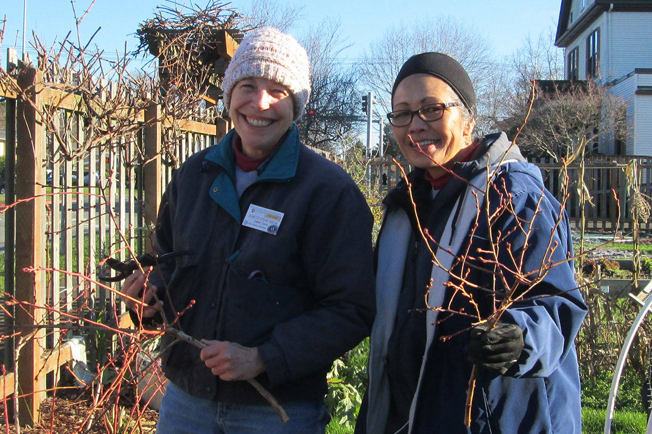 Clallam County Master Gardeners Jeanette Stehr-Green, left, and Audreen Williams will discuss blueberry pruning live via Zoom on Saturday, Feb. 13. (Courtesy photo)