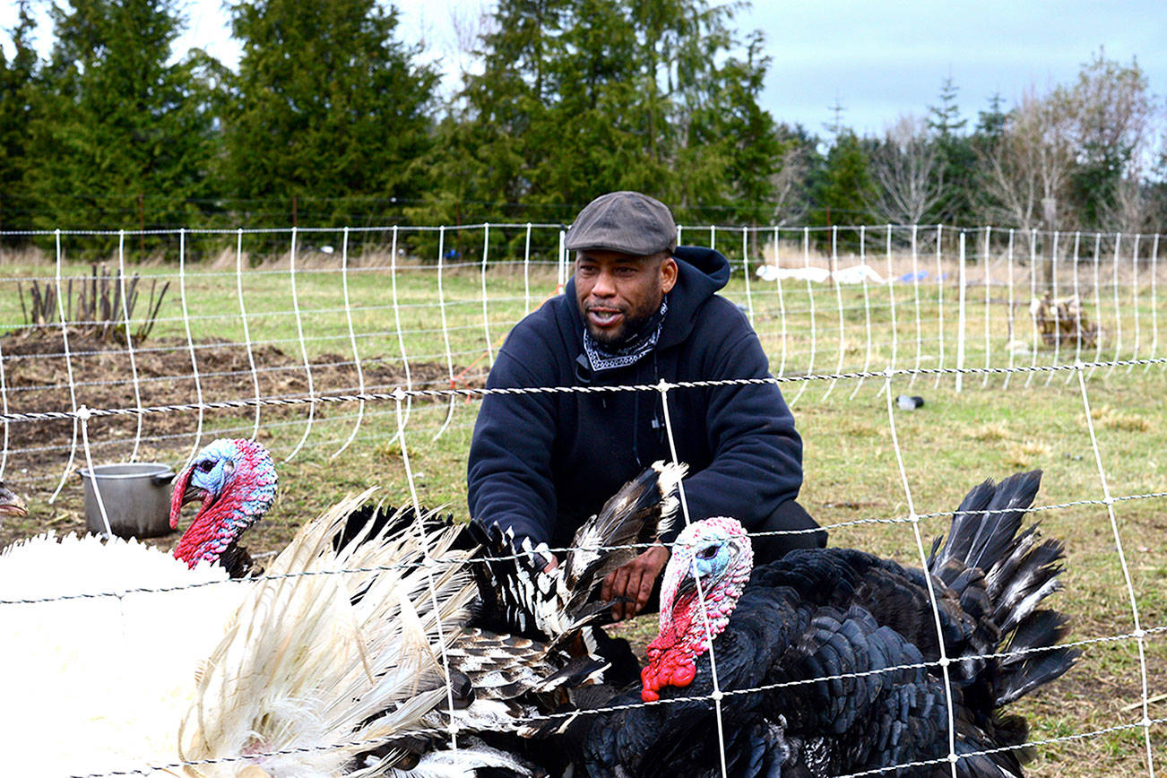 Farmer Peter Mustin plans to raise poultry -- including turkeys, chickens and quail -- on his 24-acre Woodbridge Farm in Chimacum. Diane Urbani de la Paz/Peninsula Daily News