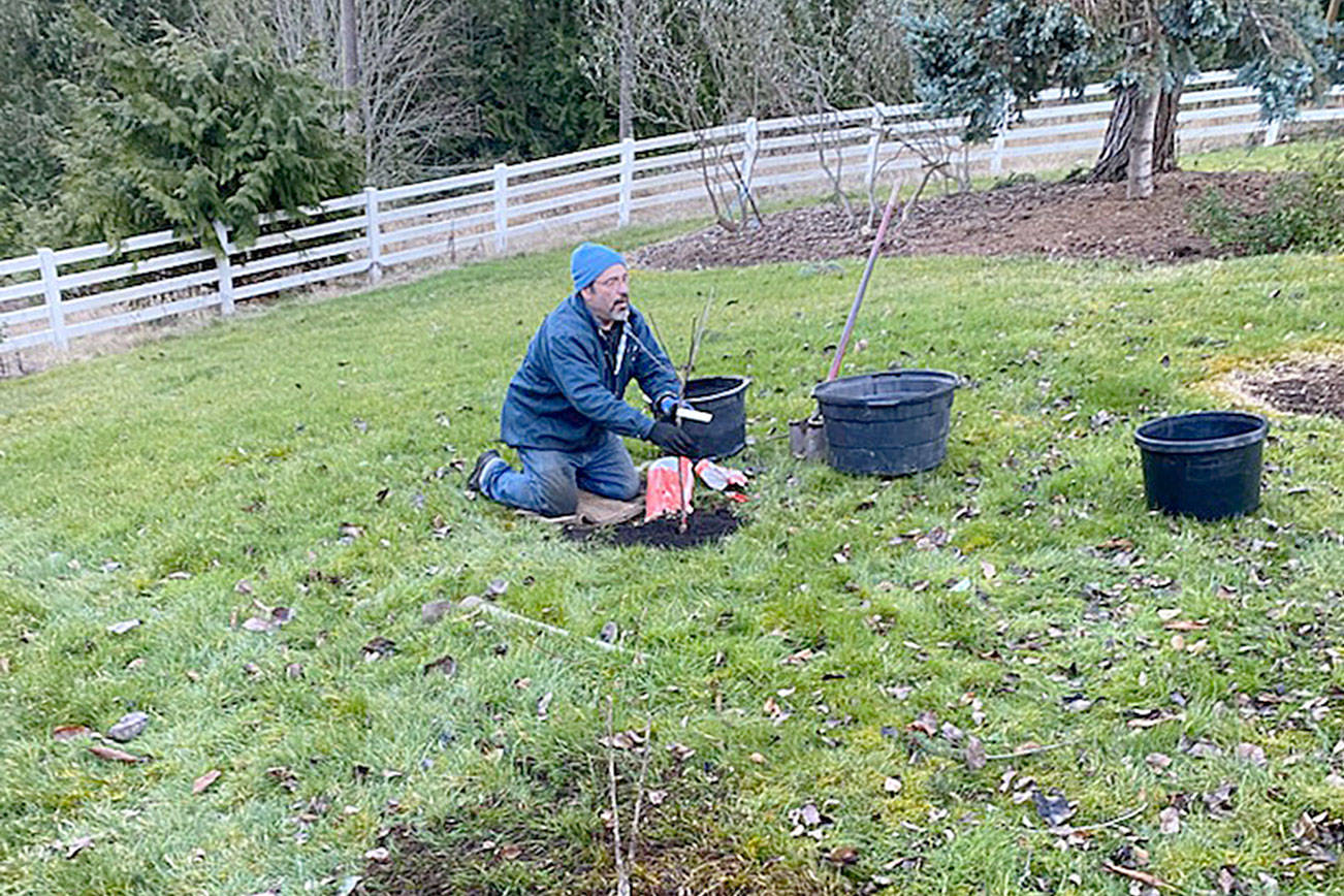 Photo by Dale Hackney
The two biggest things right now are planting in pruning, Here a good client has photographed me planting new beret fruit trees to fill out his orchard.