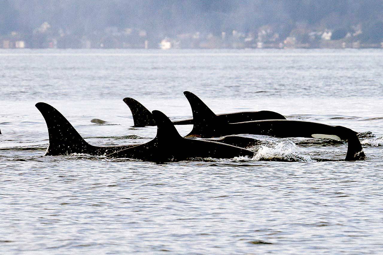 In this January 2014 file photo, endangered orcas from the J pod swim in Puget Sound west of Seattle as seen from a federal research vessel that has been tracking the whales. A new study from federal researchers provides the most detailed look yet at what the Pacific Northwest’s endangered orcas eat. (Elaine Thompson/The Associated Press, File)