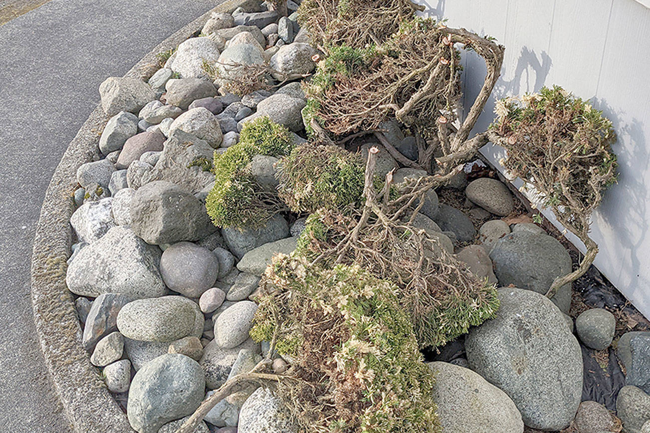 Several bushes that were planted around the Peninsula Daily News’ Port Townsend office at 1939 E. Sims Way were hacked up by a vandal early Wednesday morning sometime between 3:45 a.m. when the daily paper was delivered to the office and 9 a.m. when reporting staff arrived. While giving Port Townsend Police Officer Drew Radford information about the cut shrubs, landlord Matt Caporiotti stated that it will cost about $1,200 to replace them, as some were bonsai. Police are investigating. (Zach Jablonski/Peninsula Daily News)