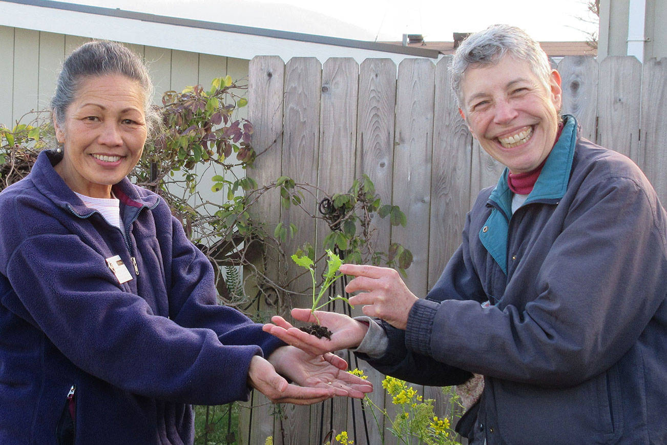 Audreen Williams, left, and Jeanette Stehr-Green will provide information about successful vegetable gardening on the North Olympic Peninsula via Zoom on Thursday.