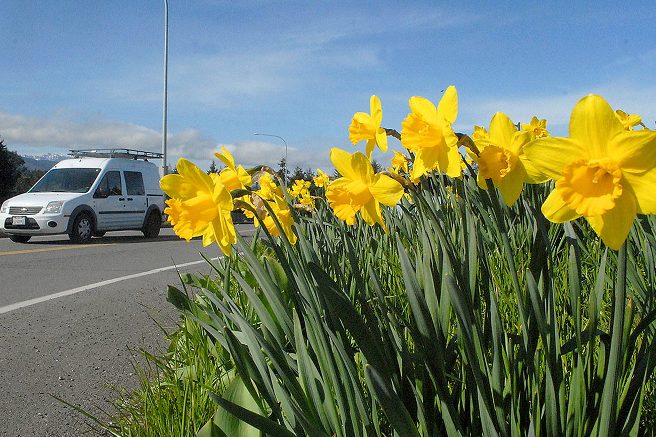 Daffodils burst into bloom on Tuesday at the Deer Park Rest Area east of Port Angeles. As spring gets into full swing, a wide variety of flowers are perking up across the North Olympic Peninsula. (Keith Thorpe/Peninsula Daily News)