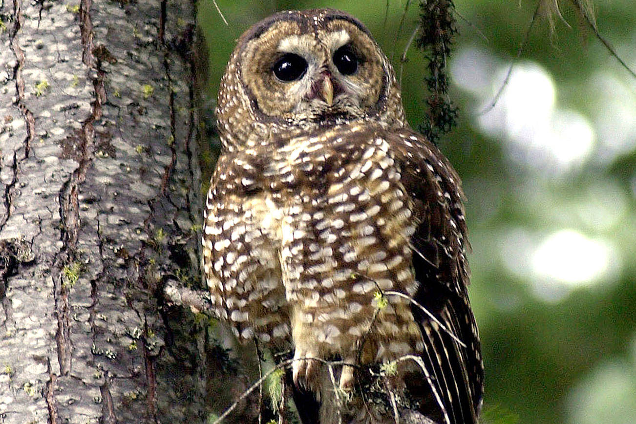 FILE - In this May 8, 2003, file photo, a northern spotted owl sits on a tree branch in the Deschutes National Forest near Camp Sherman, Ore. Environmental groups have filed a lawsuit seeking to preserve protections for 3.4 million acres of northern spotted owl habitat from the US-Canadian border to northern California. The U.S. Fish and Wildlife Service removed protections for the old-growth forest in the last days of the Trump administration. (AP Photo/Don Ryan, File)