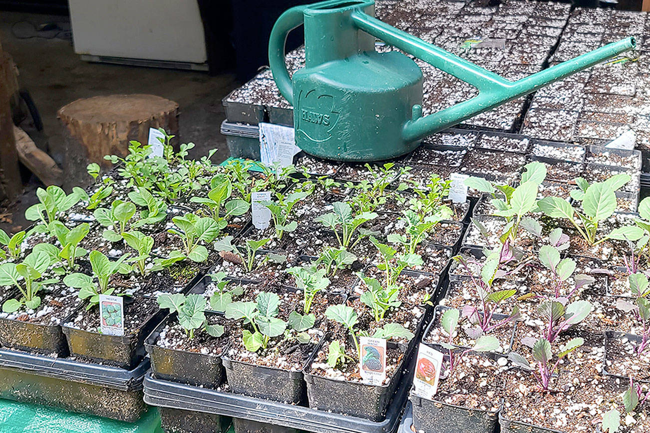 Andrew May/For Peninsula Daily News
I have started numerous braccia, including Brussels sprouts, broccoli and cabbage.