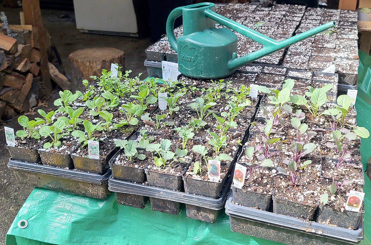 I have started numerous brassica, including Brussels sprouts, broccoli and cabbage. (Andrew May/For Peninsula Daily News)