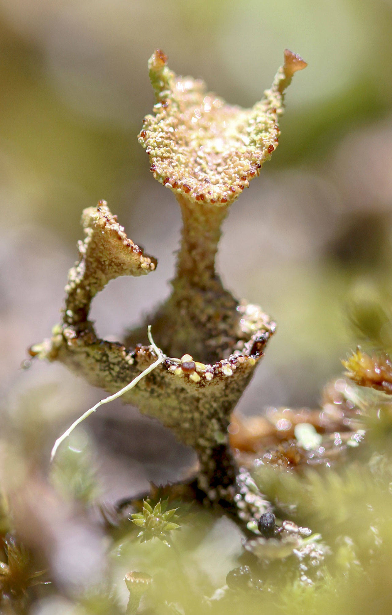 Beverly McNeil shows the beauty of fungus in her photography.