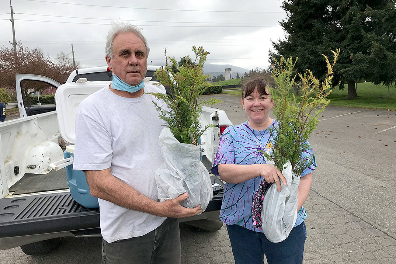 The nonprofit PropagationNation has been distributing free sequoia and redwood seedlings across the state. 

The project aims to combat climate change and increase the diversity of Washington forests, according to a press release. 

Pictured are Sequim residents Susan and Ron Geis picking up redwood seedlings at the Sequim Elks lodge.