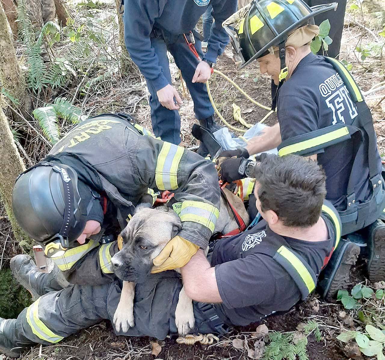 Indie is checked for injuries after she was pulled from a 25-foot hole in Quilcene.