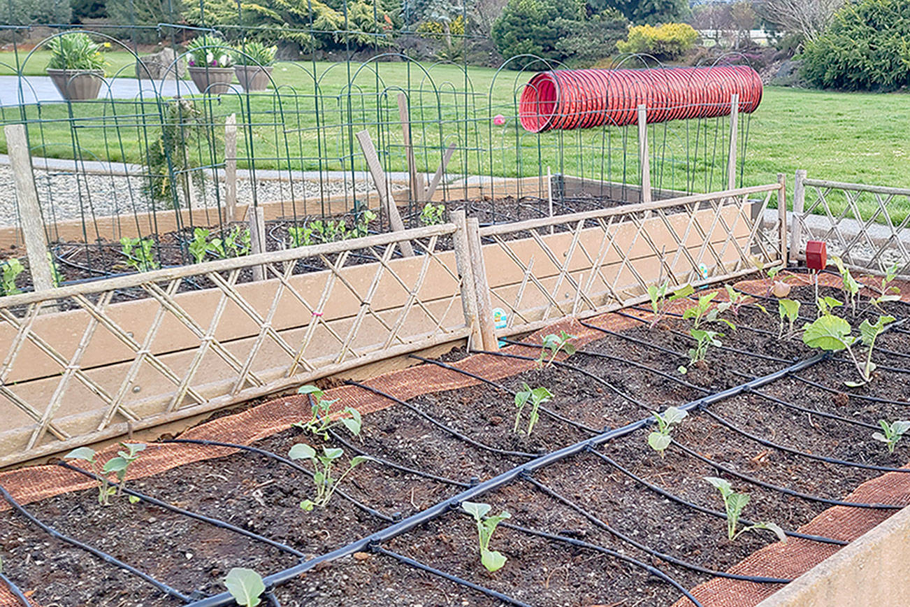 A great client, Karen, has planted numerous types of brassica this last week. Due to her active pet Corgies— who root out any new scent, such as various slug baits, as food — copper mesh has been installed around the border to deter slugs who feast on brassica. (Andrew May/For Peninsula Daily News)