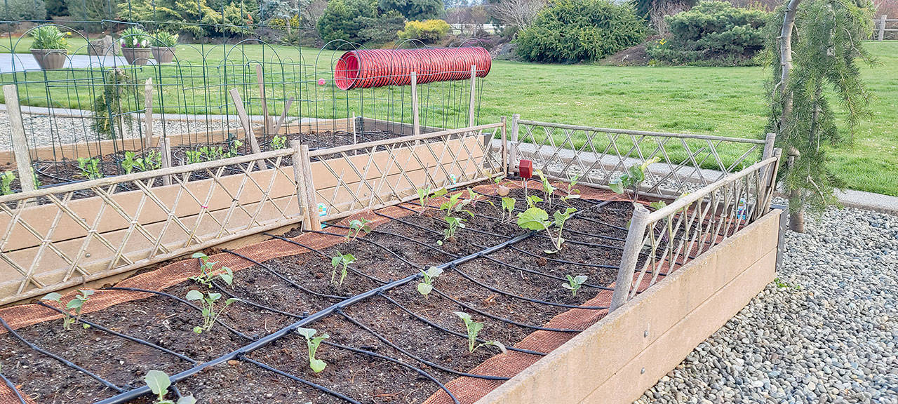 A great client, Karen, has planted numerous types of brassica this last week. Due to her active pet Corgies— who root out any new scent, such as various slug baits, as food — copper mesh has been installed around the border to deter slugs who feast on brassica. (Andrew May/For Peninsula Daily News)