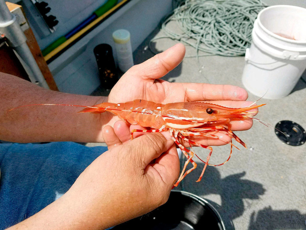 OUTDOORS Recreational shrimp season begins May 19 Peninsula Daily News
