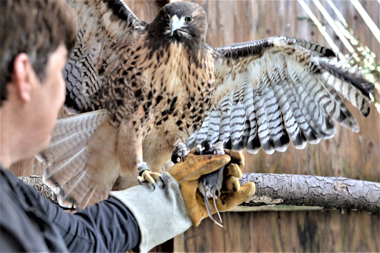 All-Star the red-tailed hawk, one of the non-releasable birds at Discovery Bay Wild Bird Rescue, will appear at the organization’s fundraiser Saturday on the Wild Birds Unlimited patio in Gardiner. All-Star is held by Cynthia Daily, the center’s director. (Diane Urbani de la Paz/Peninsula Daily News)